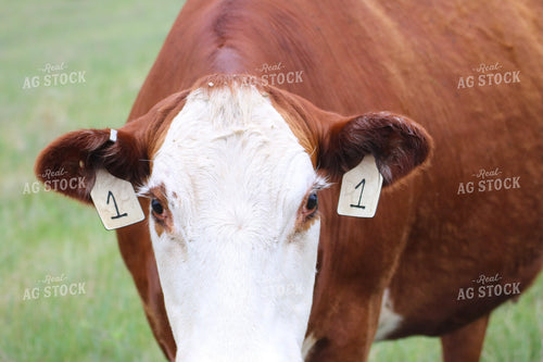 Cattle on Pasture 82498