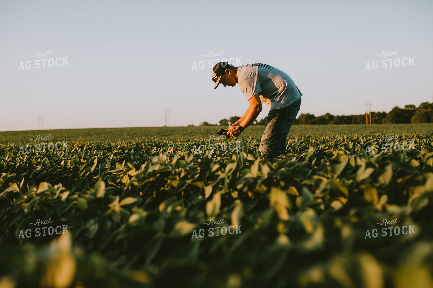 Farmer in Soybean Field with Tablet 6138