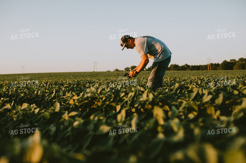 Farmer in Soybean Field with Tablet 6138