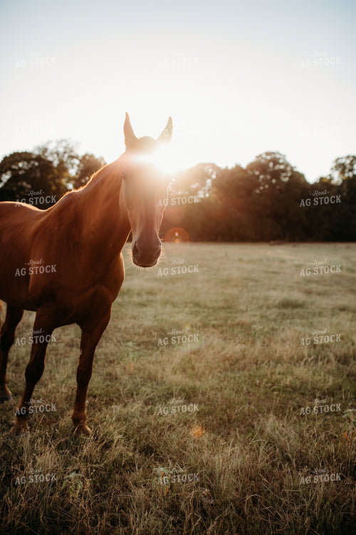 Horse 203045