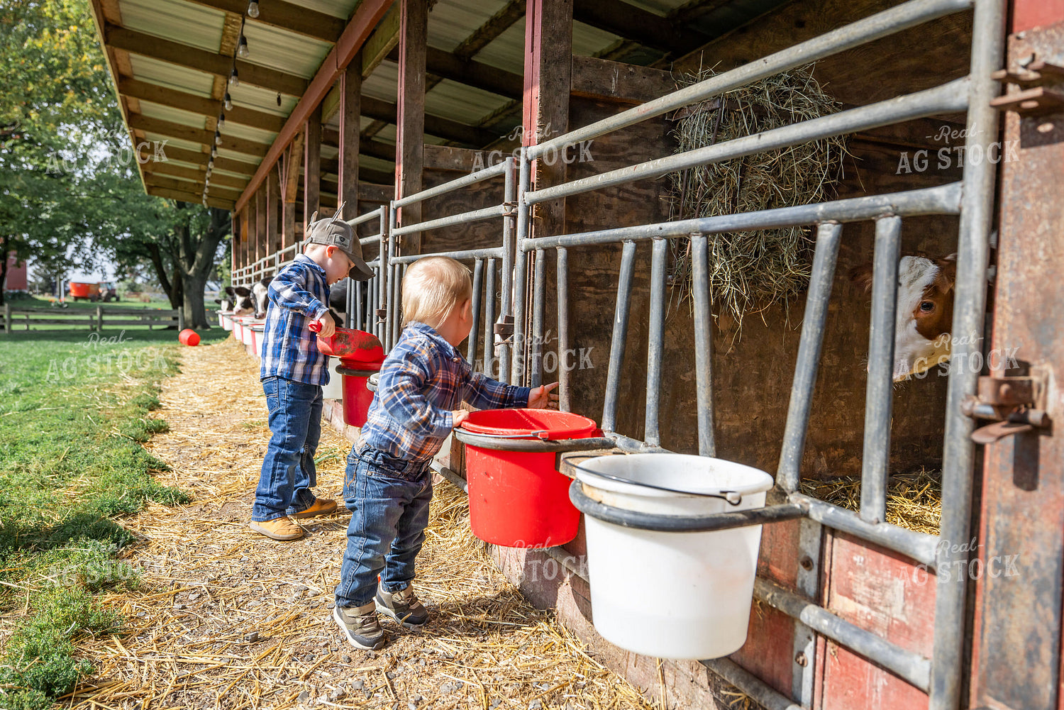 Farm Kids Feeding Calves 270022