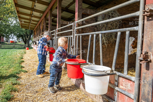 Farm Kids Feeding Calves 270022