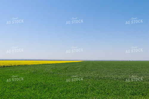 Green Wheat Field and Canola Field 60021