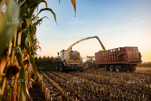 Silage Harvest 152299