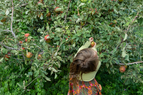 Farm Kid Picking Apples 60081