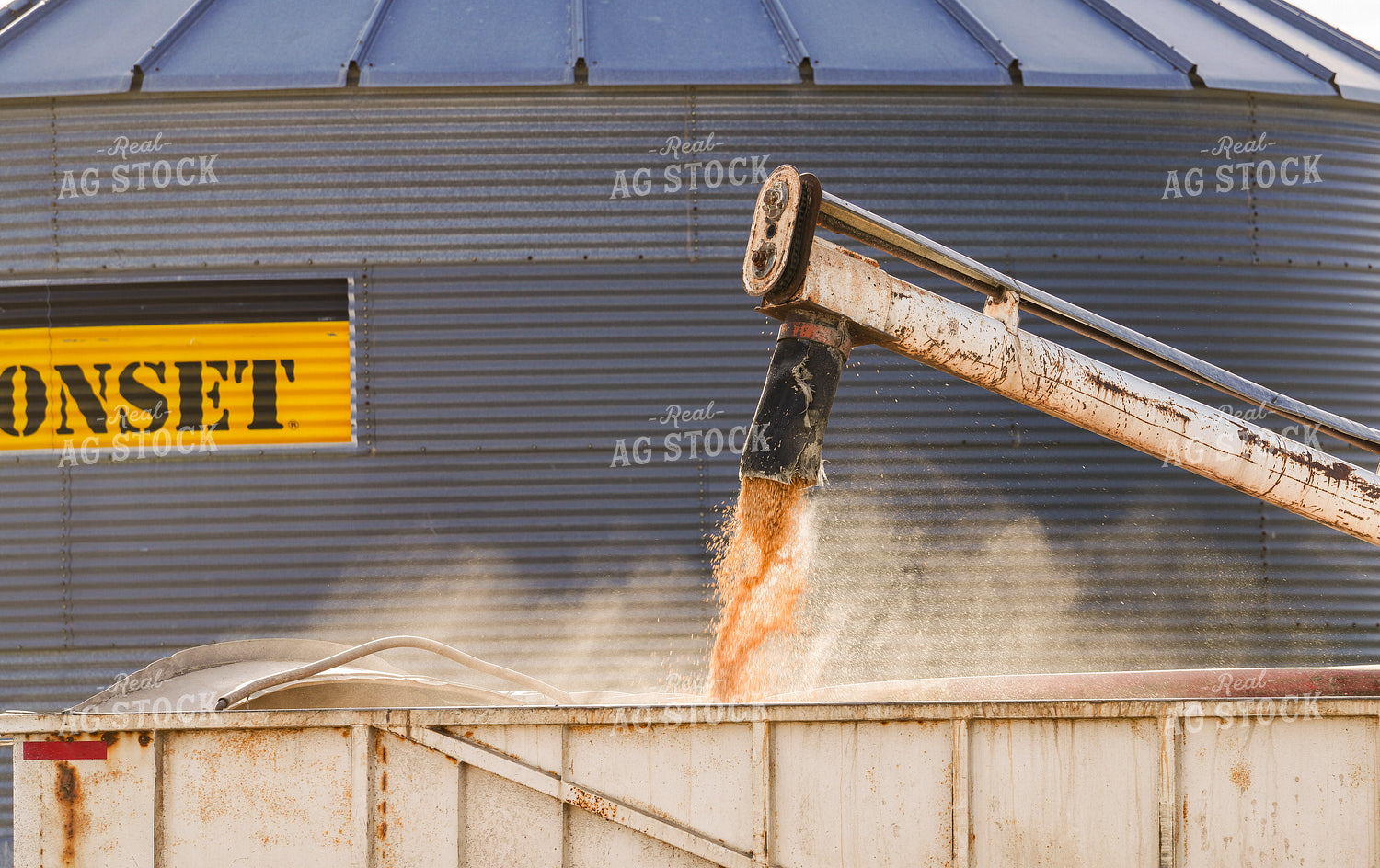 Loading Barley in Truck 293023