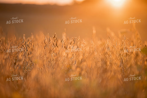 Dried Soybeans 76447