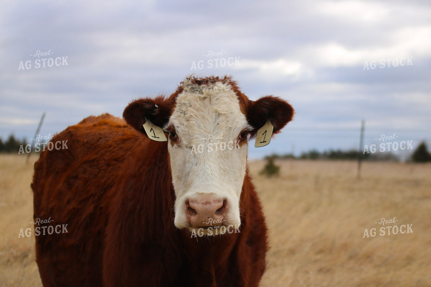 Hereford Close Up 82467