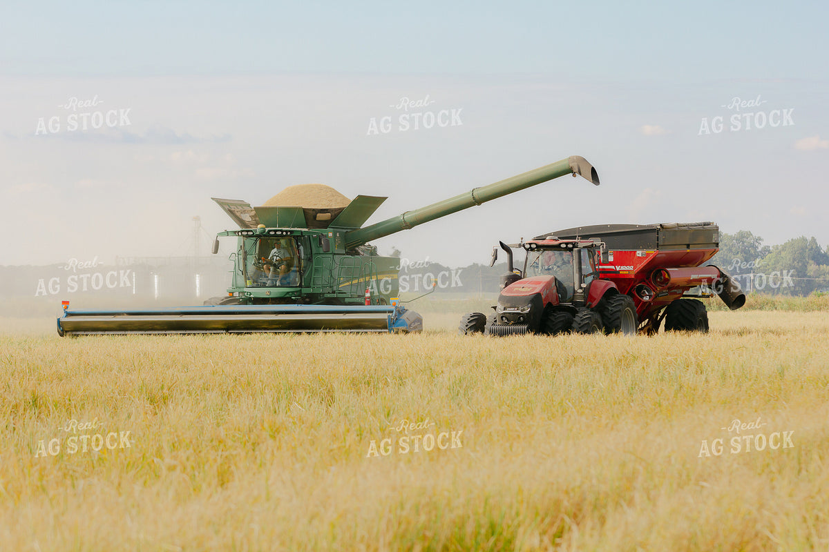 Rice Harvest 291115