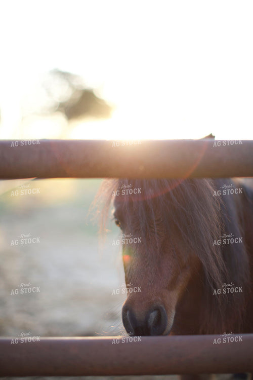 Pony 205058