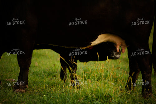 Cattle 2440