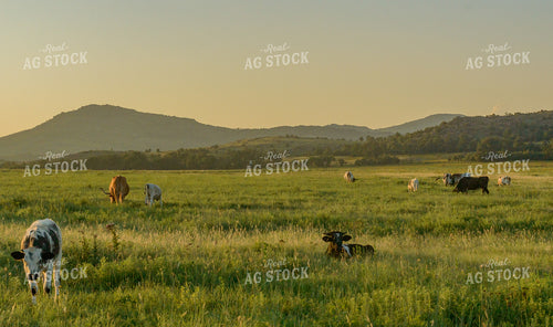 Cattle on Pasture 283009