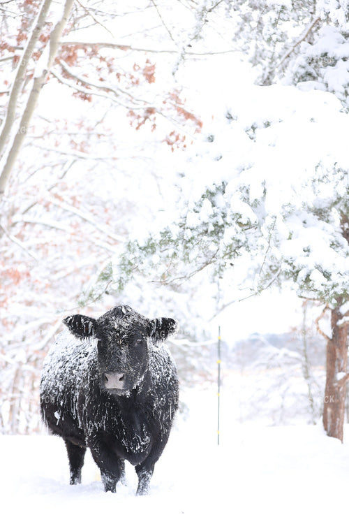 Angus Cow in Snowy Pasture 230002