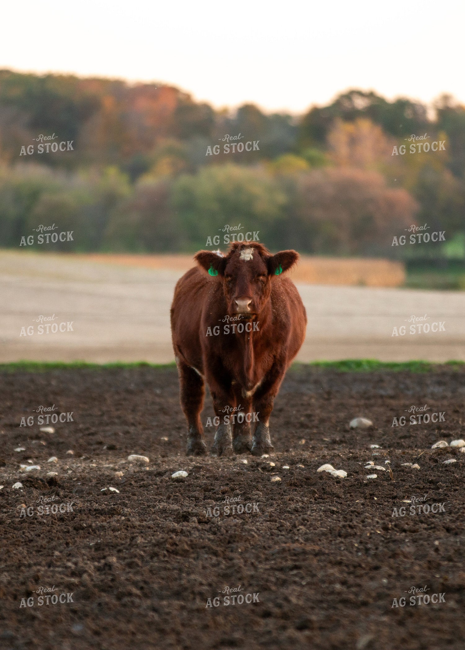 Simmental Cattle 157244