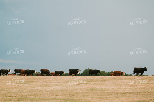 Cattle Herd 125417
