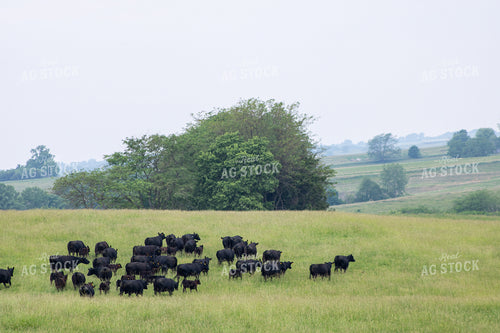 Black Angus Cow Calf Pairs in Pasture 214183