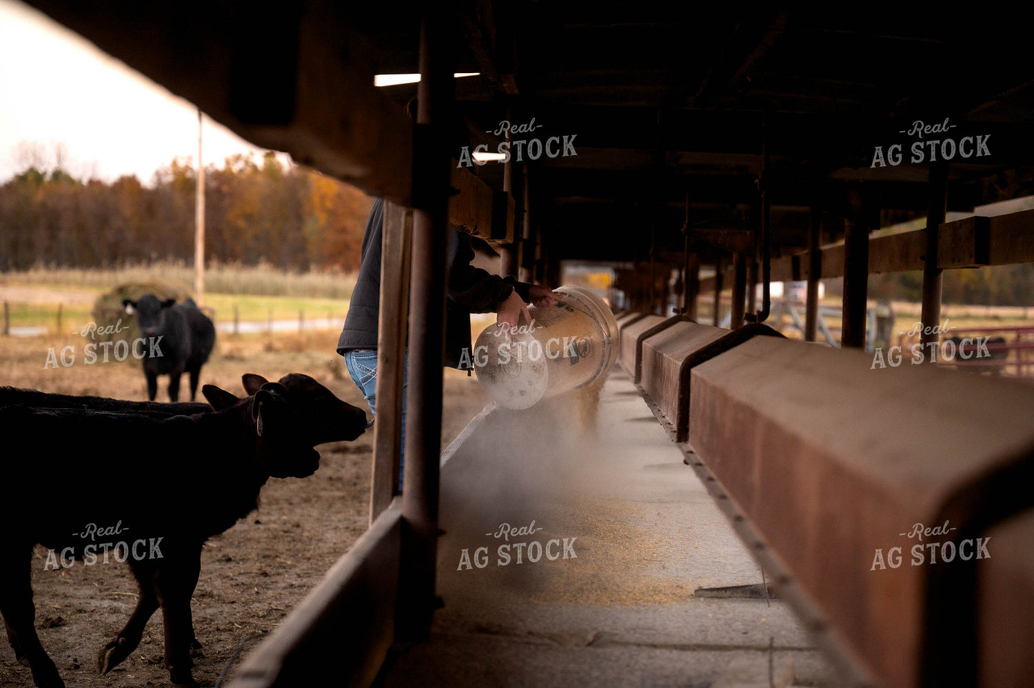 Female Farmer Feeding Cattle 115509