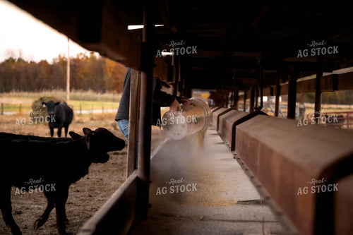 Female Farmer Feeding Cattle 115509