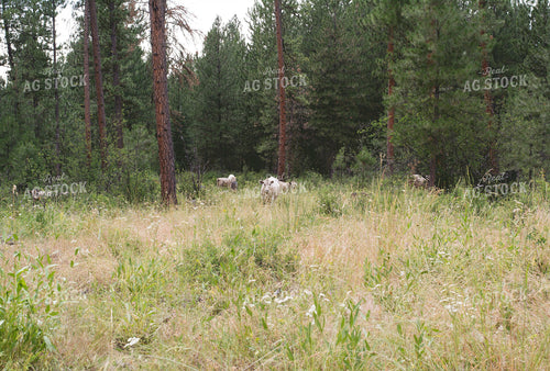 Cattle in Pasture 69016