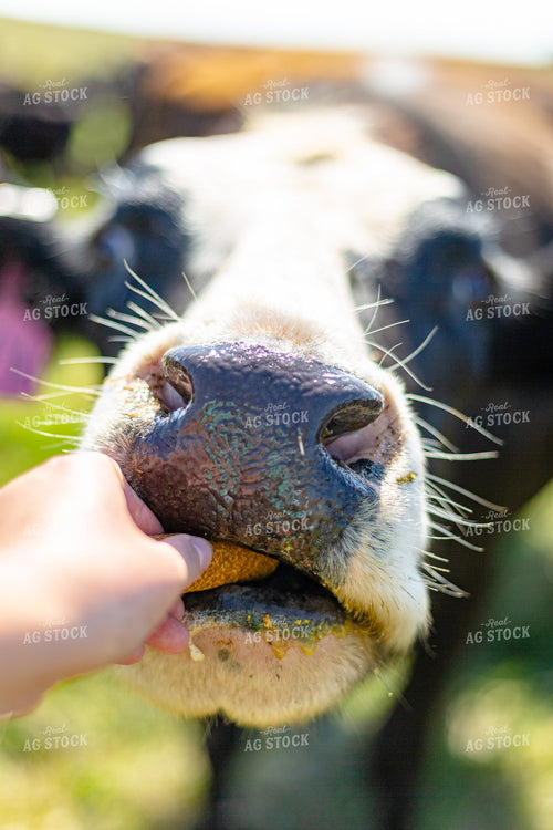 Handfeeding Cattle Pellets 155298