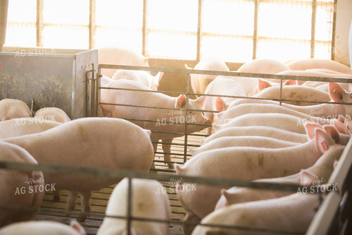 Pigs in Barn 3874