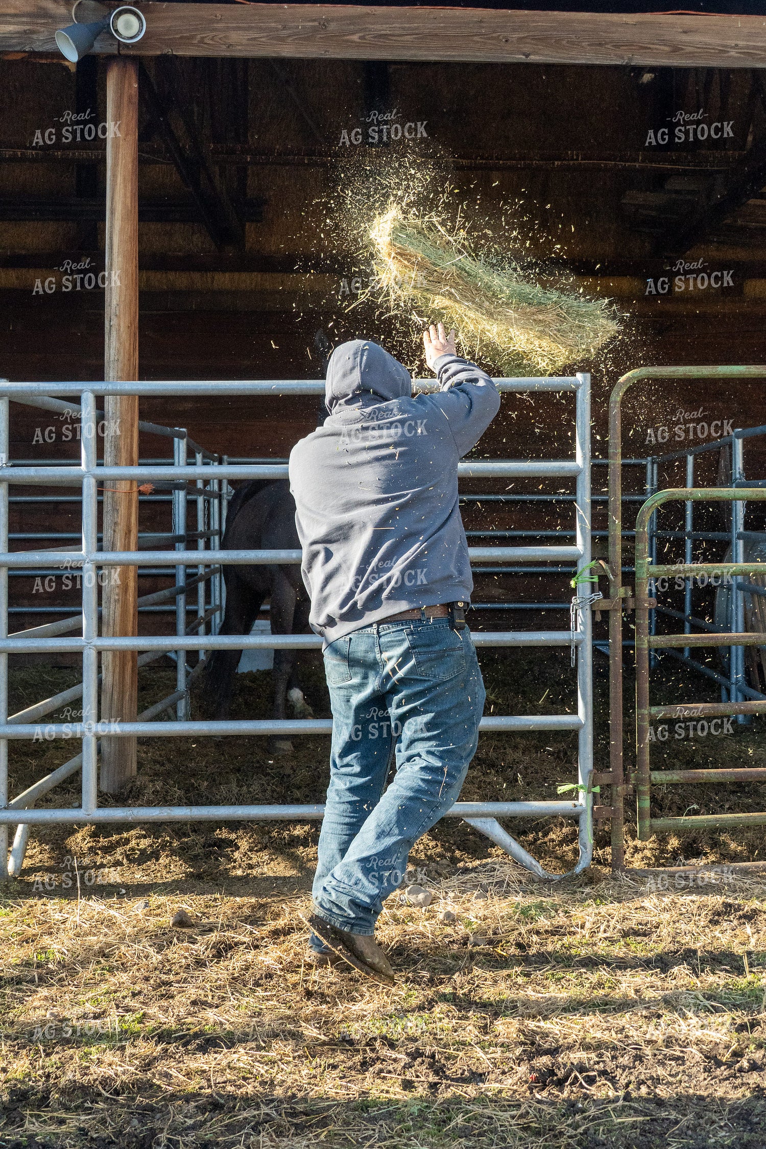 Feeding Hay to Horses 65627
