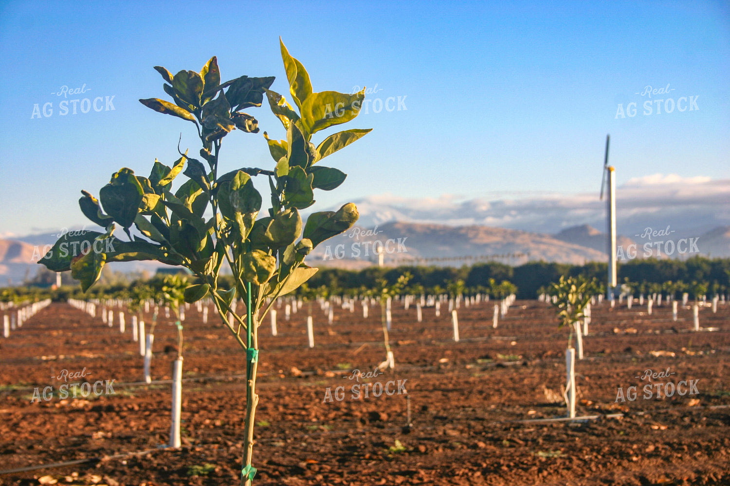 Citrus Tree Farm 188006