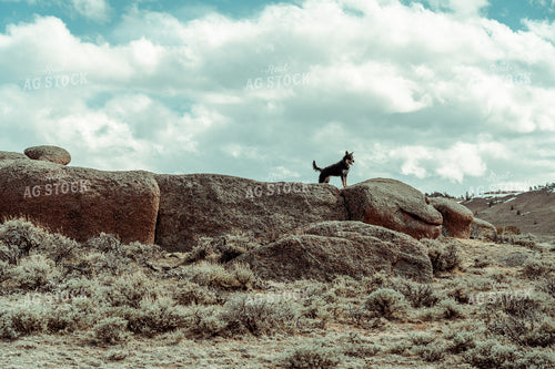 Ranch Dogs 58095
