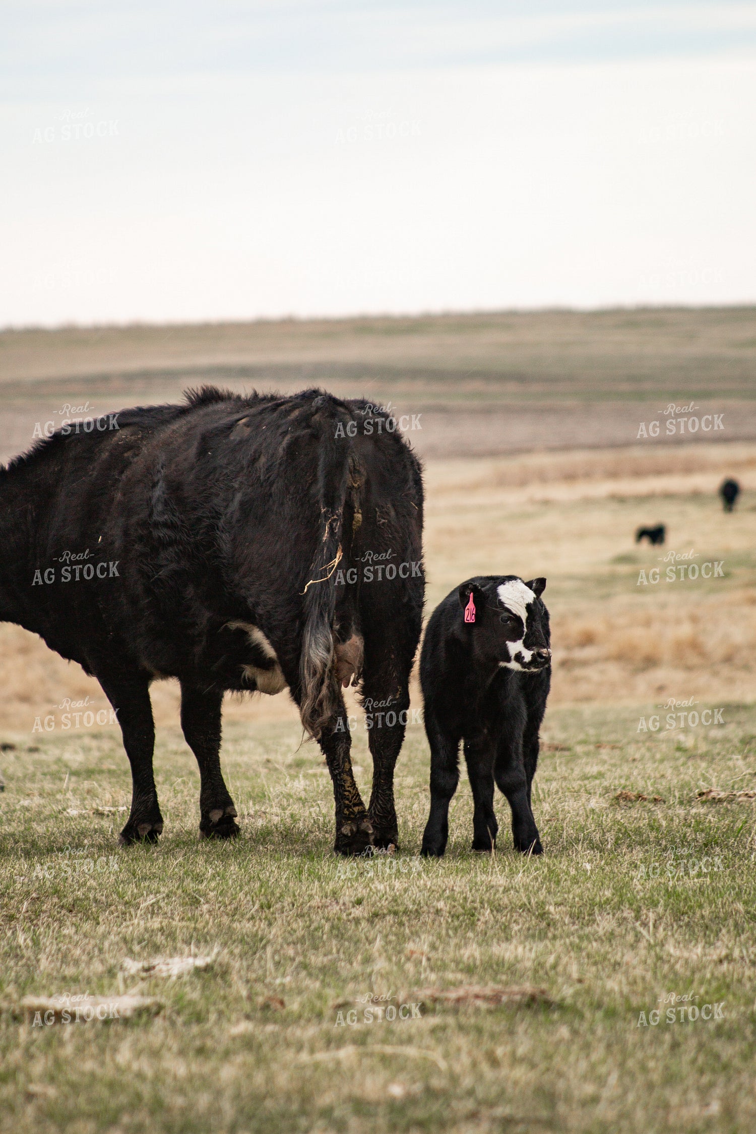 Cow Calf Pair 155694
