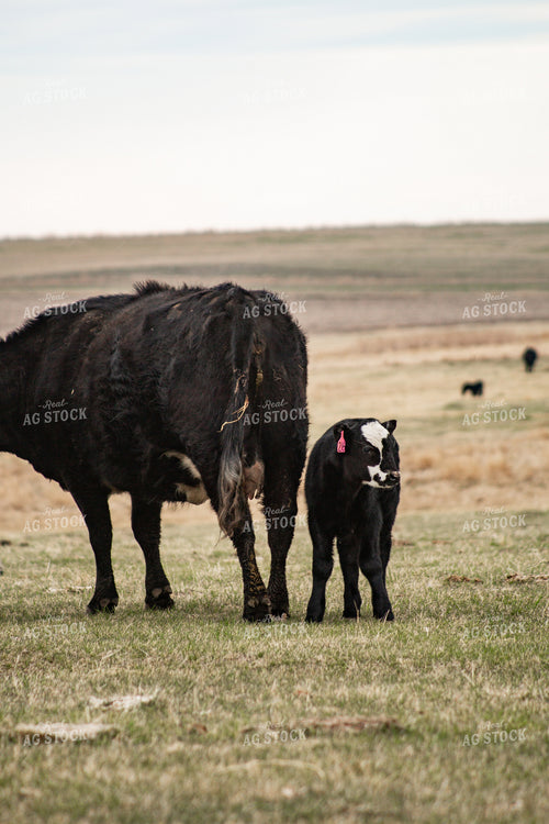 Cow Calf Pair 155694