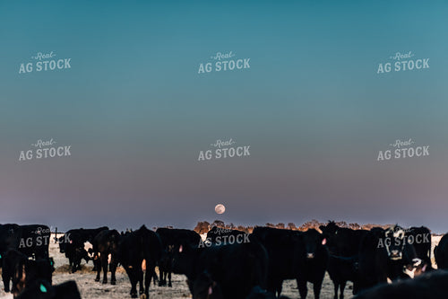 Angus and Black Baldy Cattle in Pasture 53013