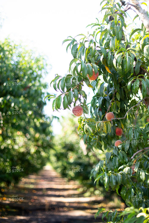 Peach Tree 276078