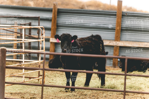 Calf in Farmyard 114062