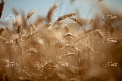 Wheat 2165