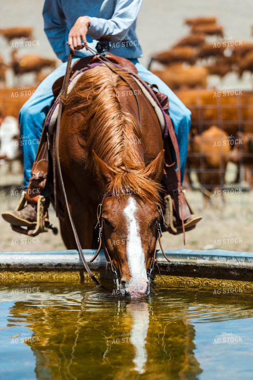 Horse Drinking From Water Tank 97222
