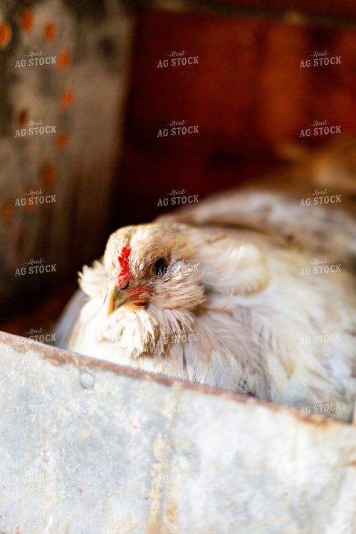 Chicken 155264