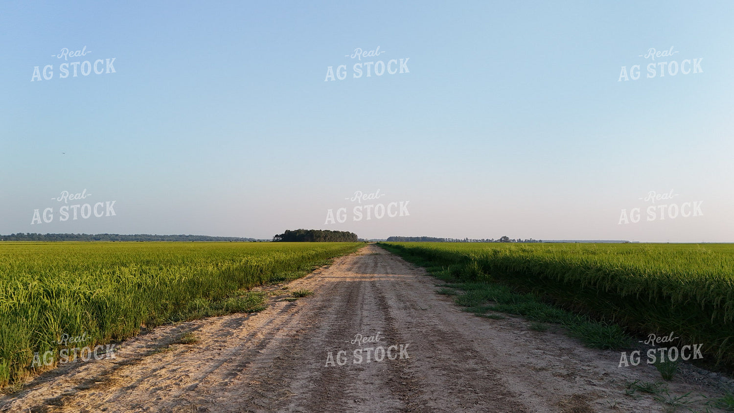 Rice Field 267004