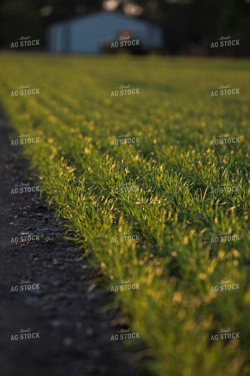 Green Wheat Field 5437