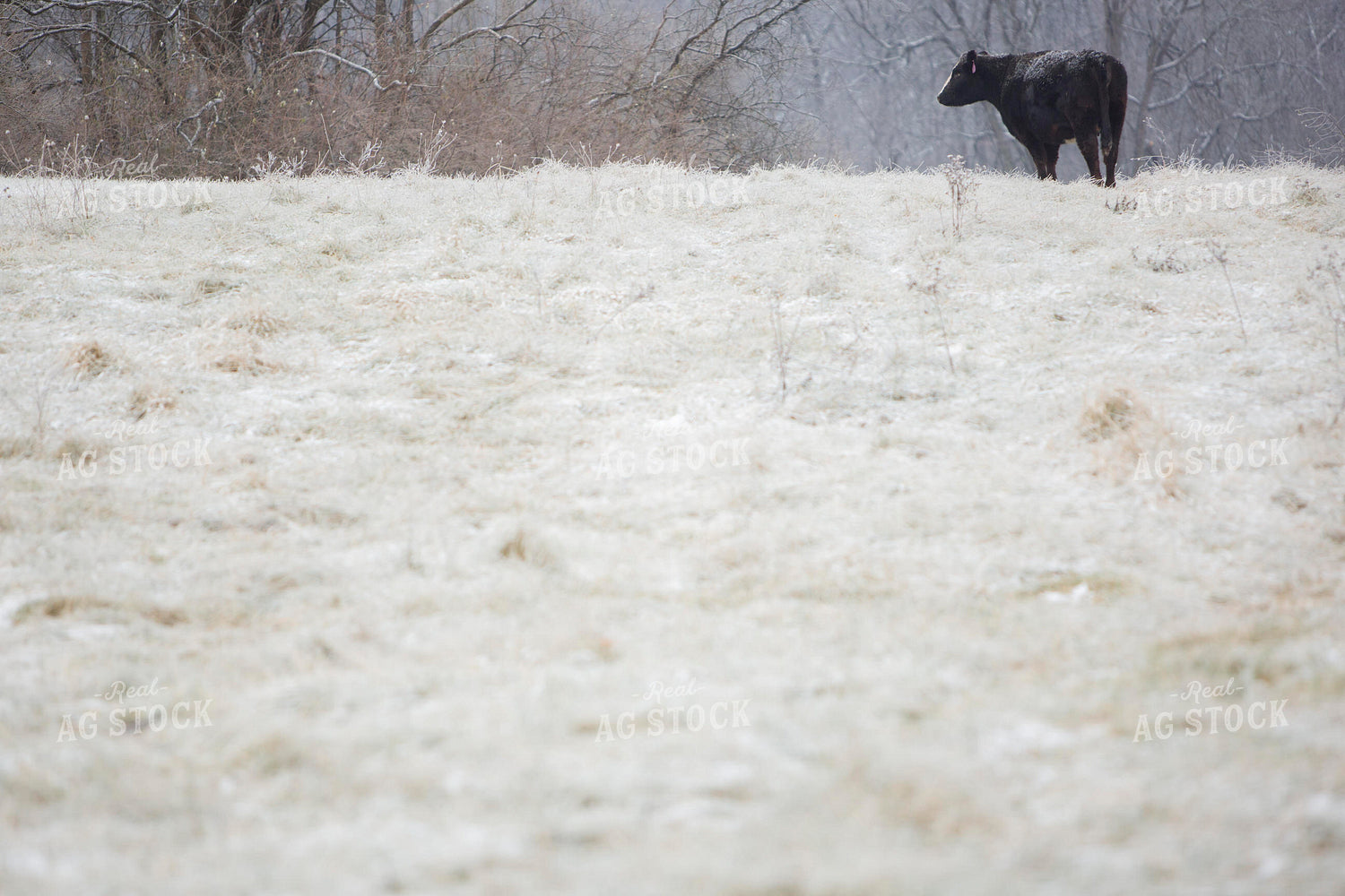 Cattle 1657