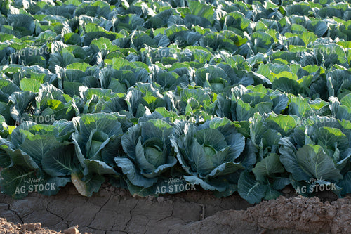 Field of Cabbage 105000