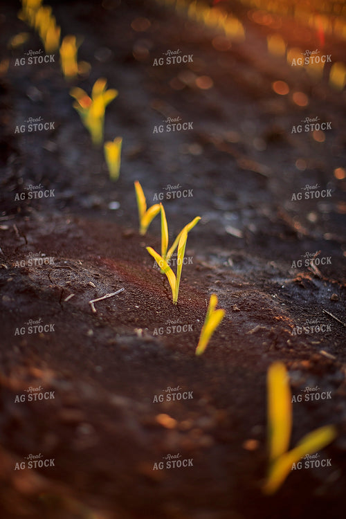 Spring Corn 93158
