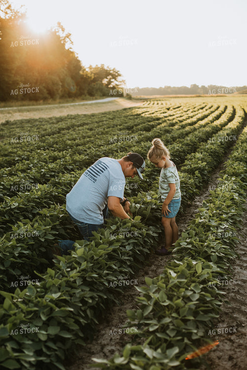 Farmer and Farm Kid Scouting Soybean Field 6266