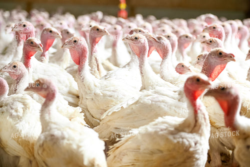 Turkeys 90112