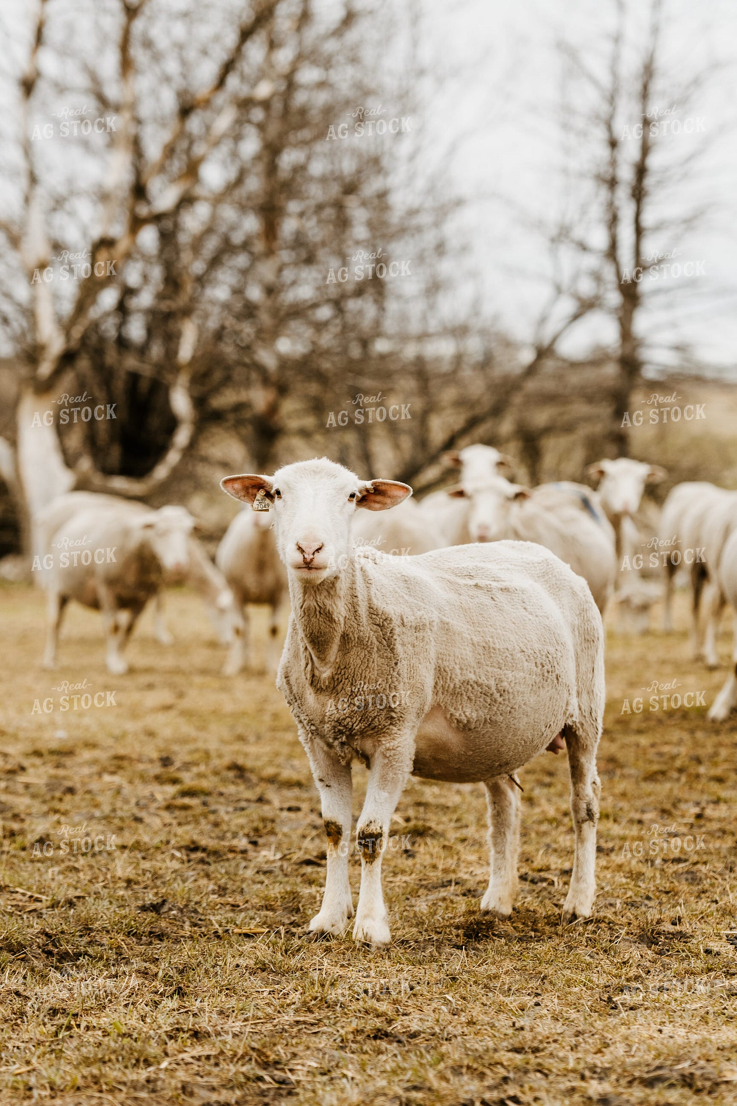 Sheep Grazing in Pasture 68147