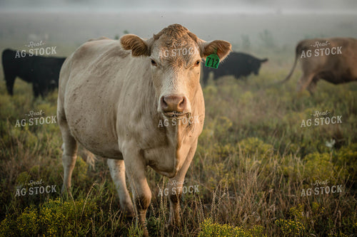 Charolais Cattle 219036