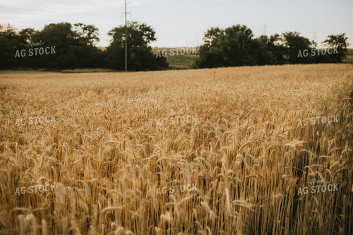 Field of Rye 5966