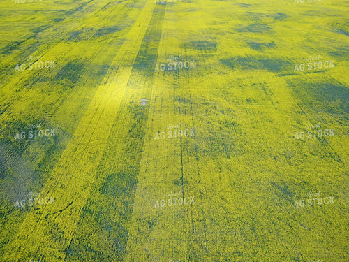 Canola Field 187103