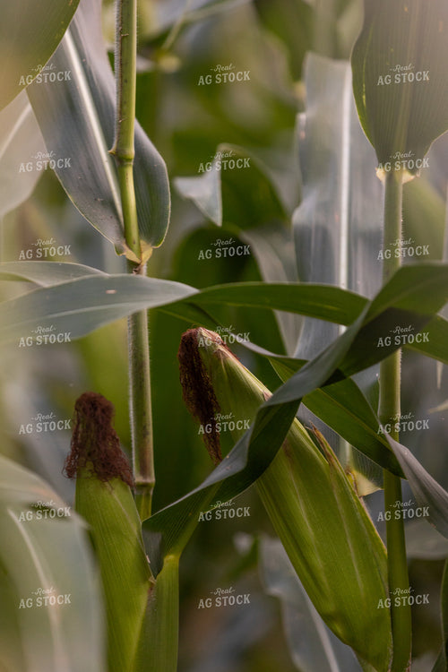 Ear of Corn on Stalk 52596