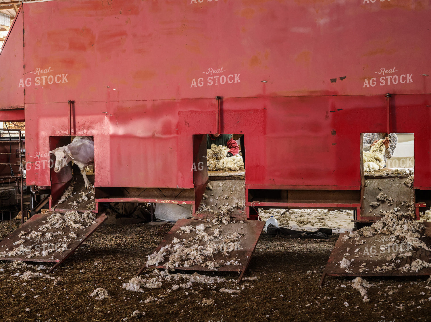 Shearing Sheep 261138