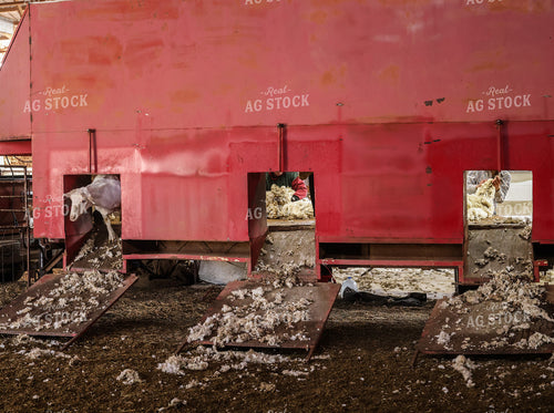 Shearing Sheep 261138